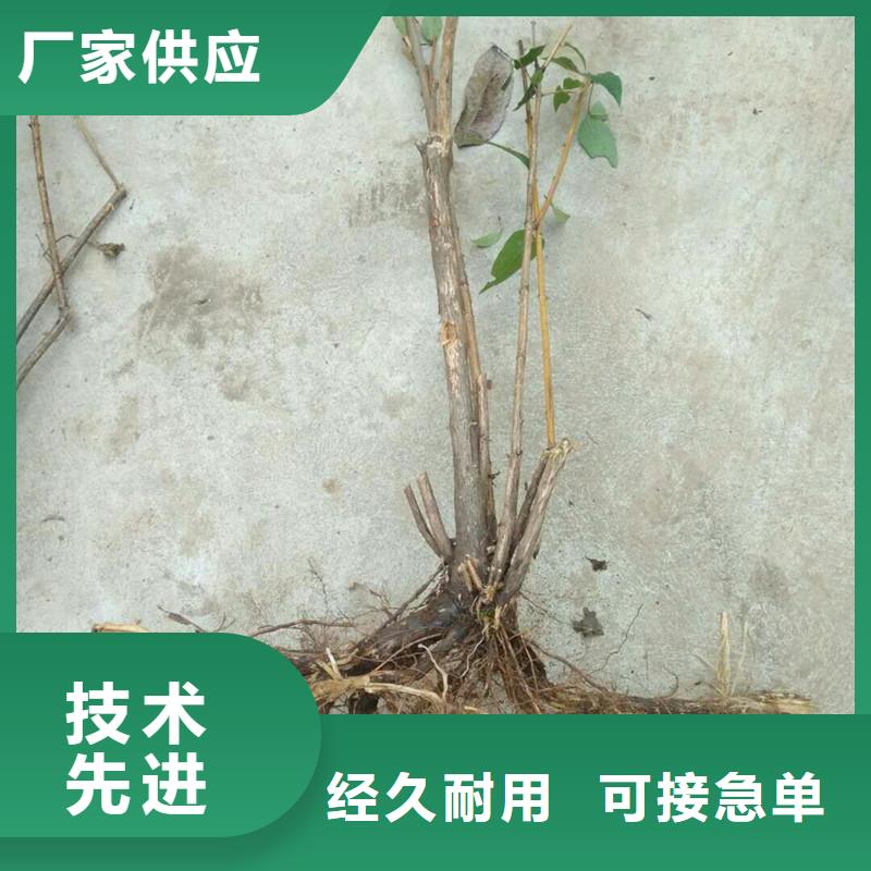 爱情果树苗价格