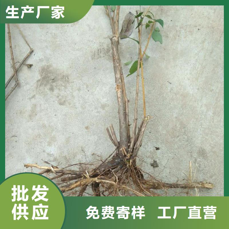 爱情果苗量多优惠