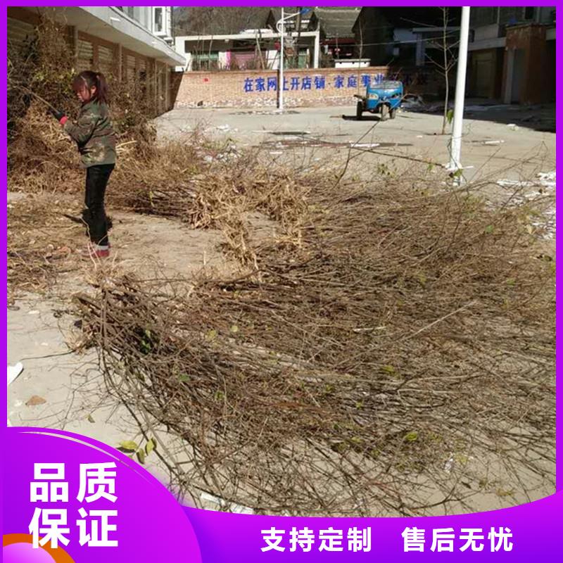 爱情果苗一亩地栽多少棵