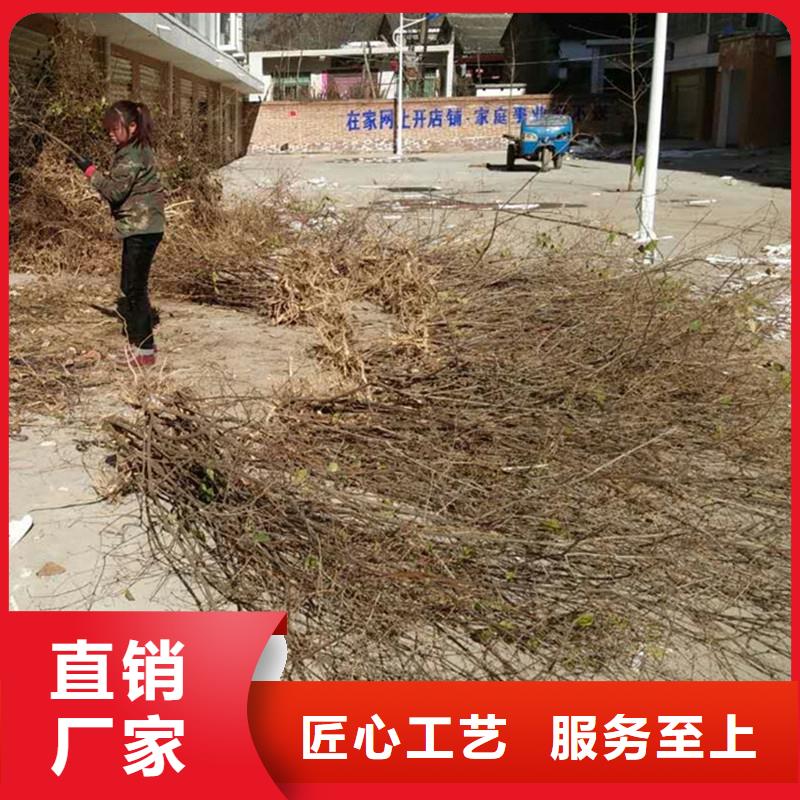 相思果苗一亩地多少棵