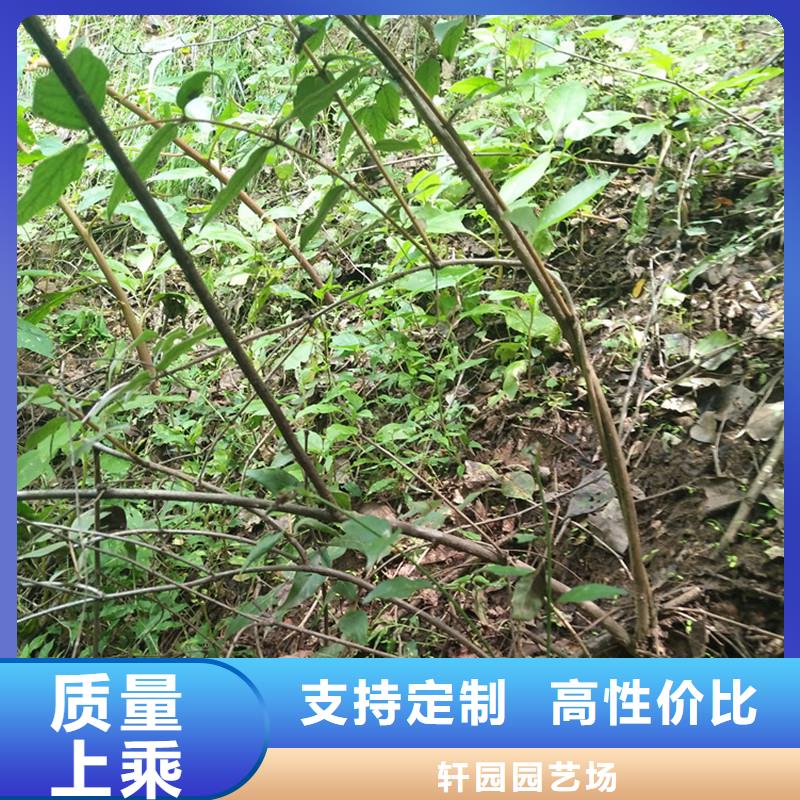 相思果苗基地