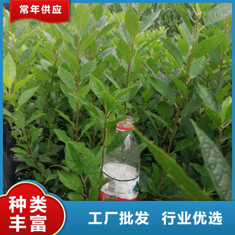 北美冬青款式多样