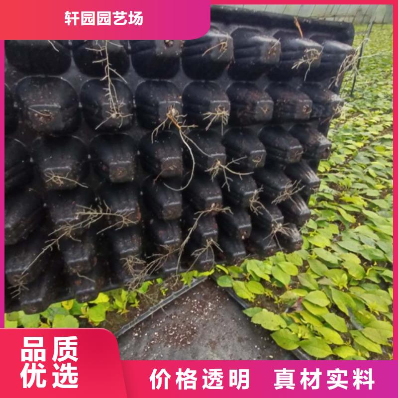 北美冬青樱桃苗质量好