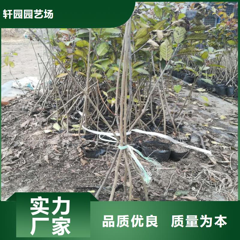 北美冬青芽苗直销价格