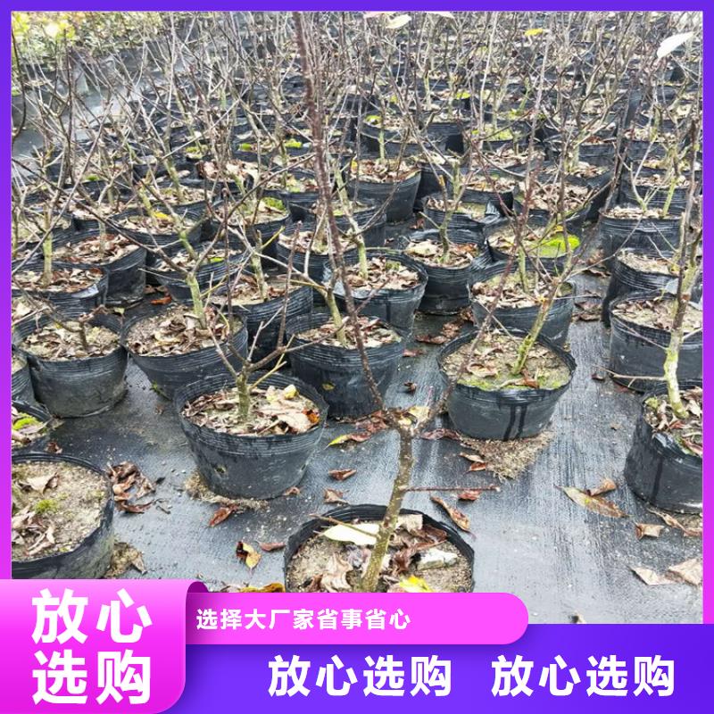 北美冬青款式多样