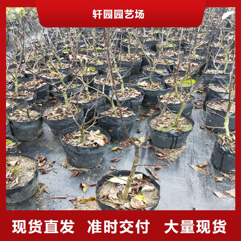 北美冬青桃树苗优选厂商
