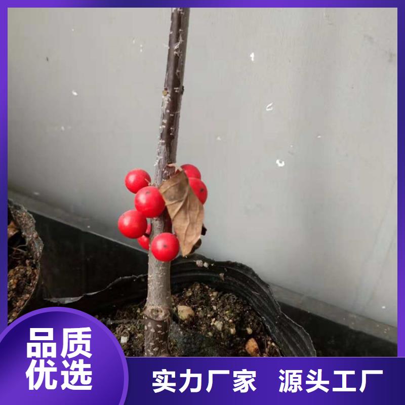 北美冬青图片种植基地