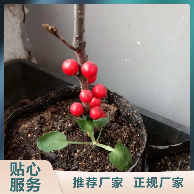 北美冬青款式多样