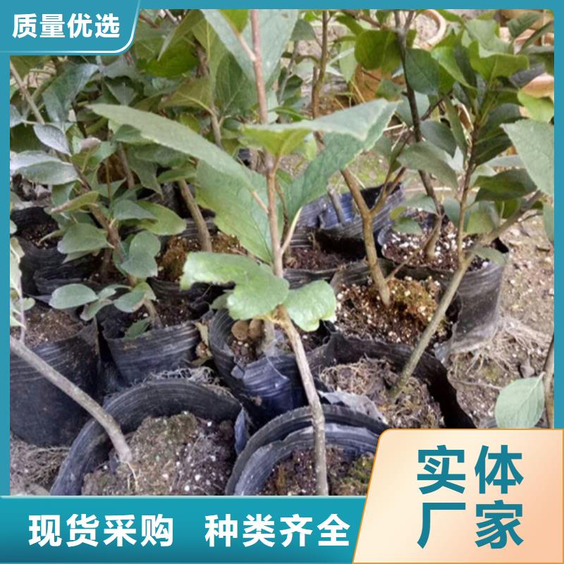 北美冬青桃树苗优选厂商