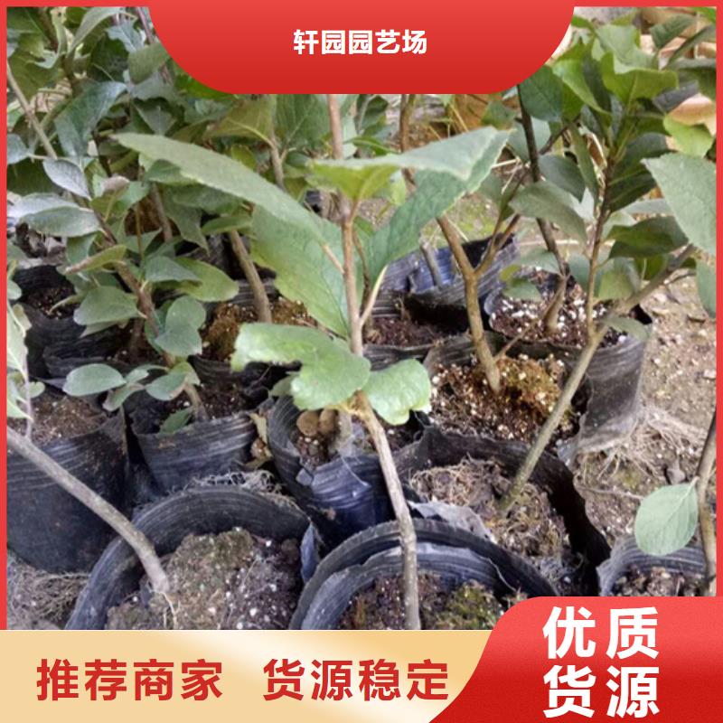 北美冬青苹果苗源头工厂