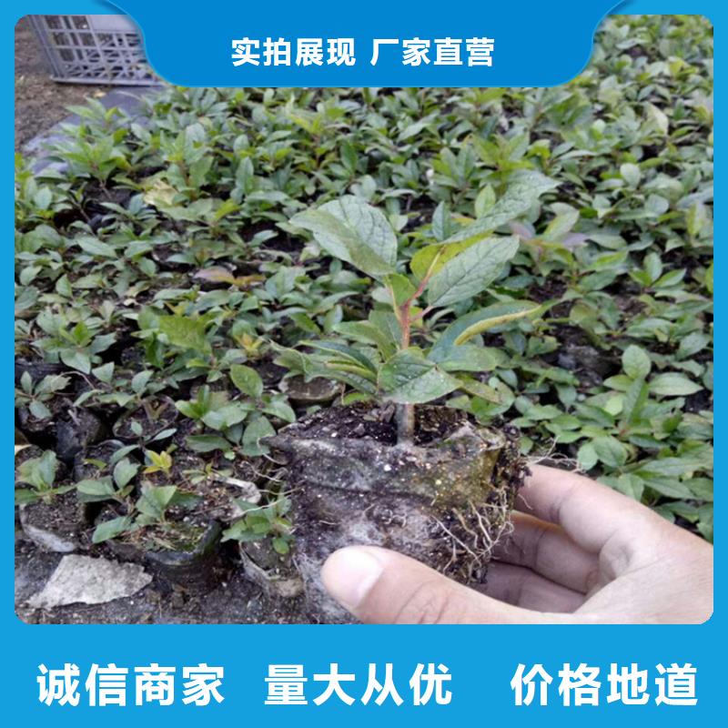 北美冬青什么时候种植最好量大从优