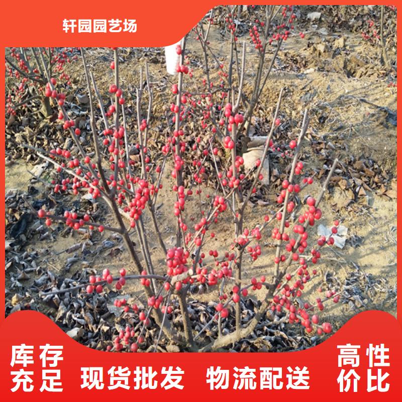 北美冬青无花果苗送货上门