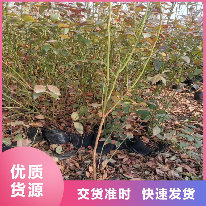 结果蓝莓树新奇品种