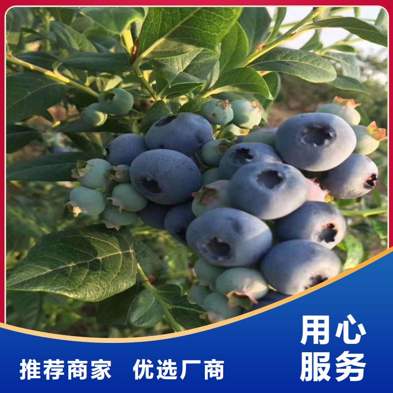 新品种蓝莓苗现挖苗现发货