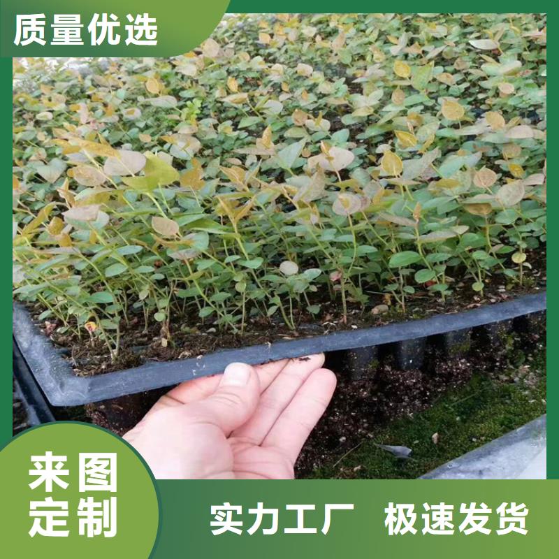 新品种蓝莓苗量多优惠