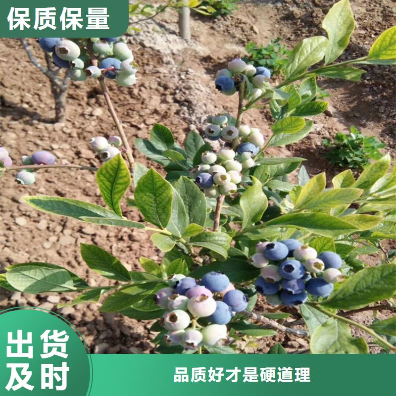 结果蓝莓树量多优惠