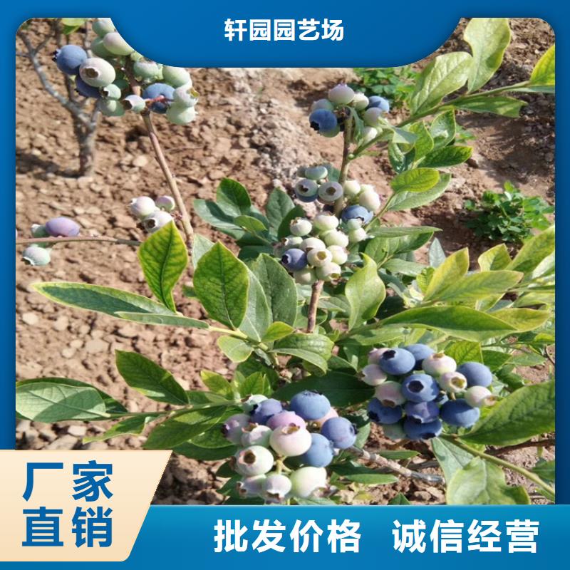 结果蓝莓树采摘园