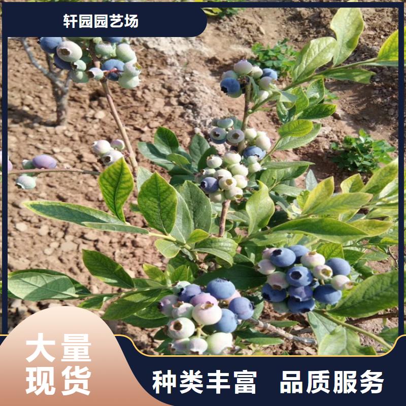 结果蓝莓树质优价廉
