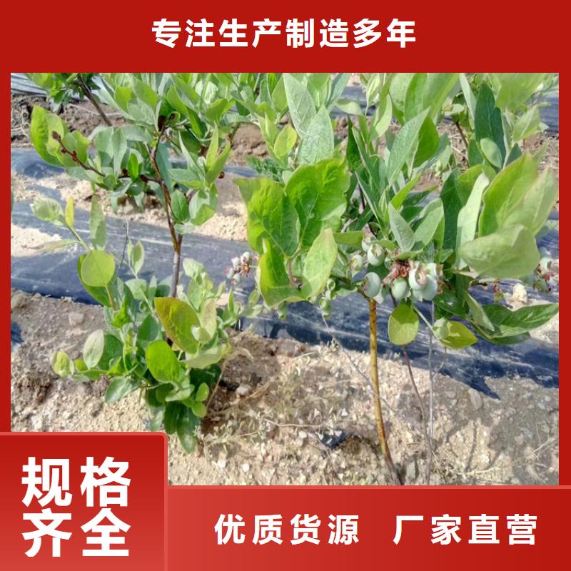 组培蓝莓苗量多优惠