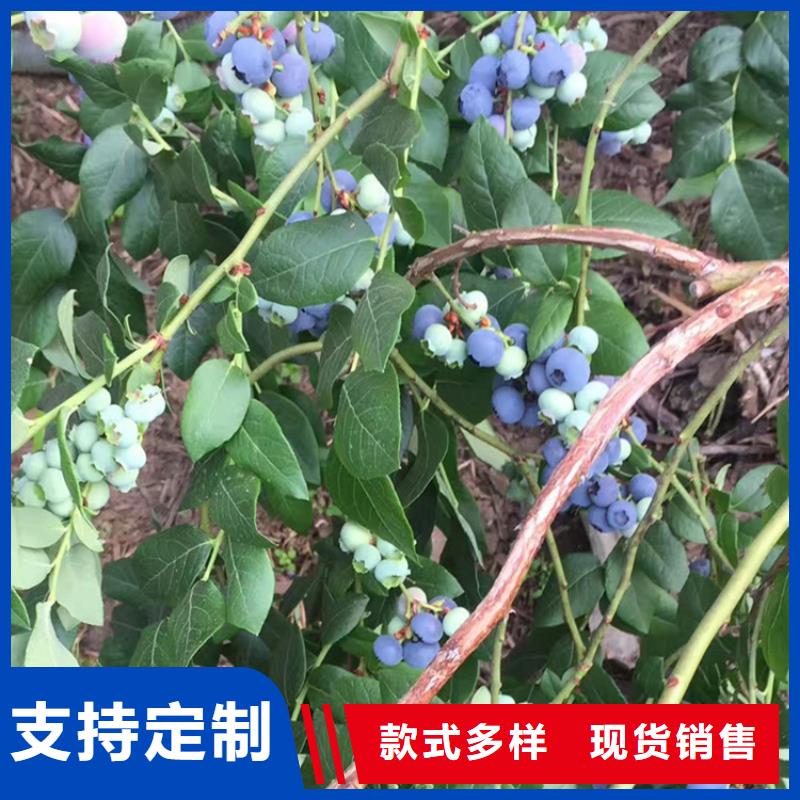 结果蓝莓树新奇品种襄樊