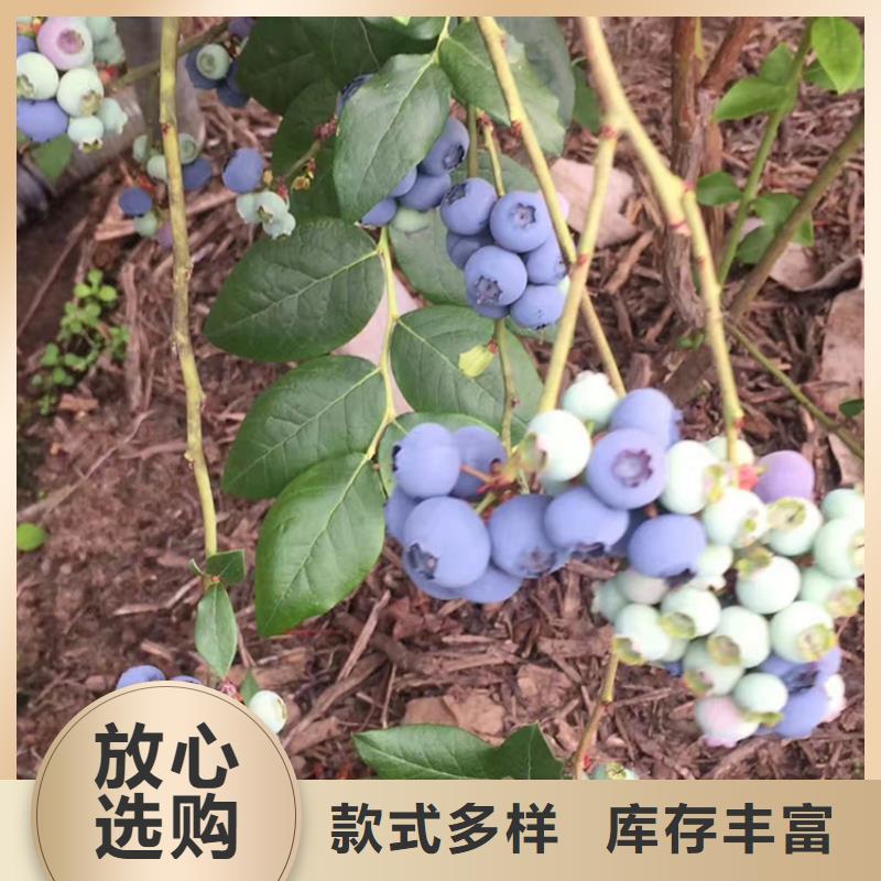 结果蓝莓树现挖苗现发货