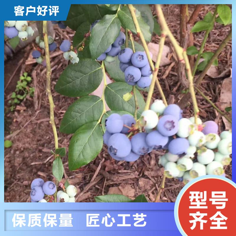 组培蓝莓苗当年结果树