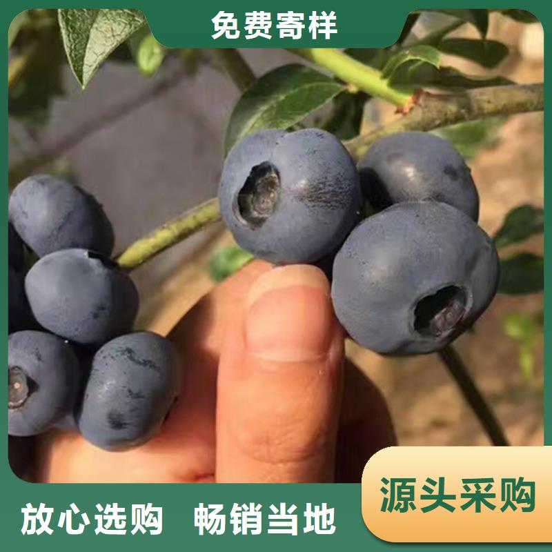 新品种蓝莓苗现挖苗现发货
