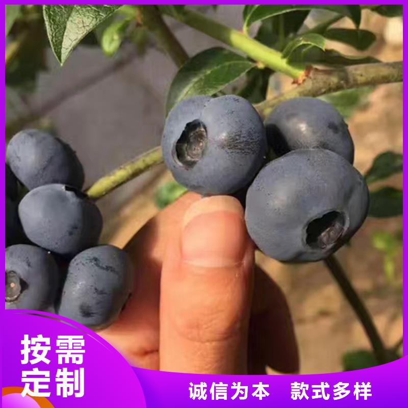 蓝莓树苗全国发货