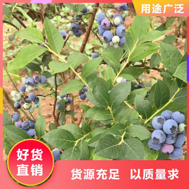 结果蓝莓树现挖苗现发货