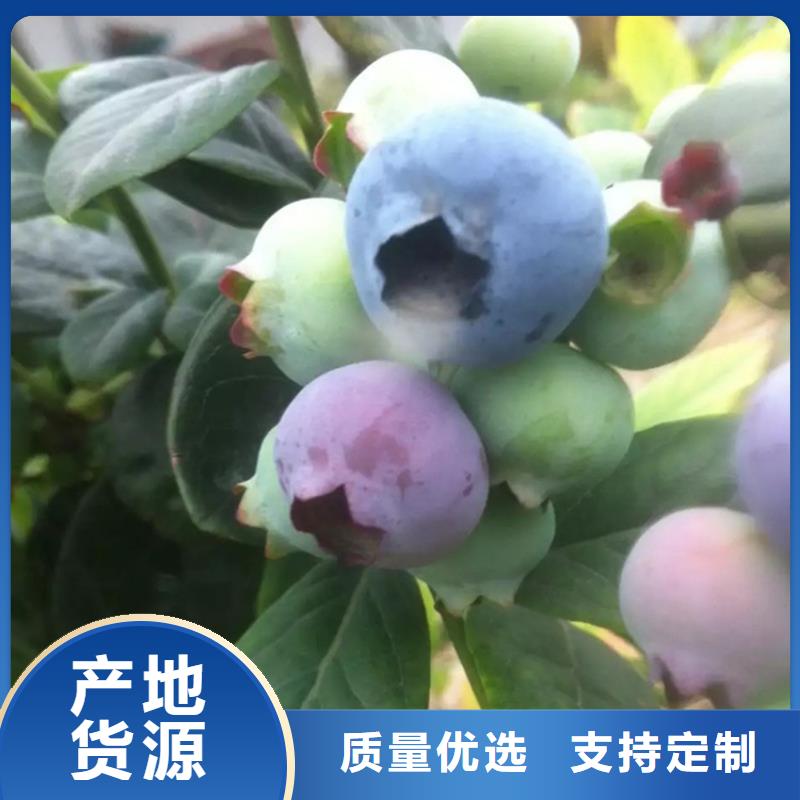 蓝莓苗桃树苗敢与同行比质量