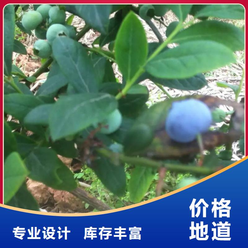 结果蓝莓树基地直销