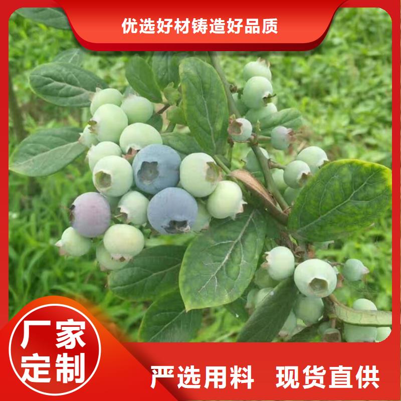 结果蓝莓树量多优惠