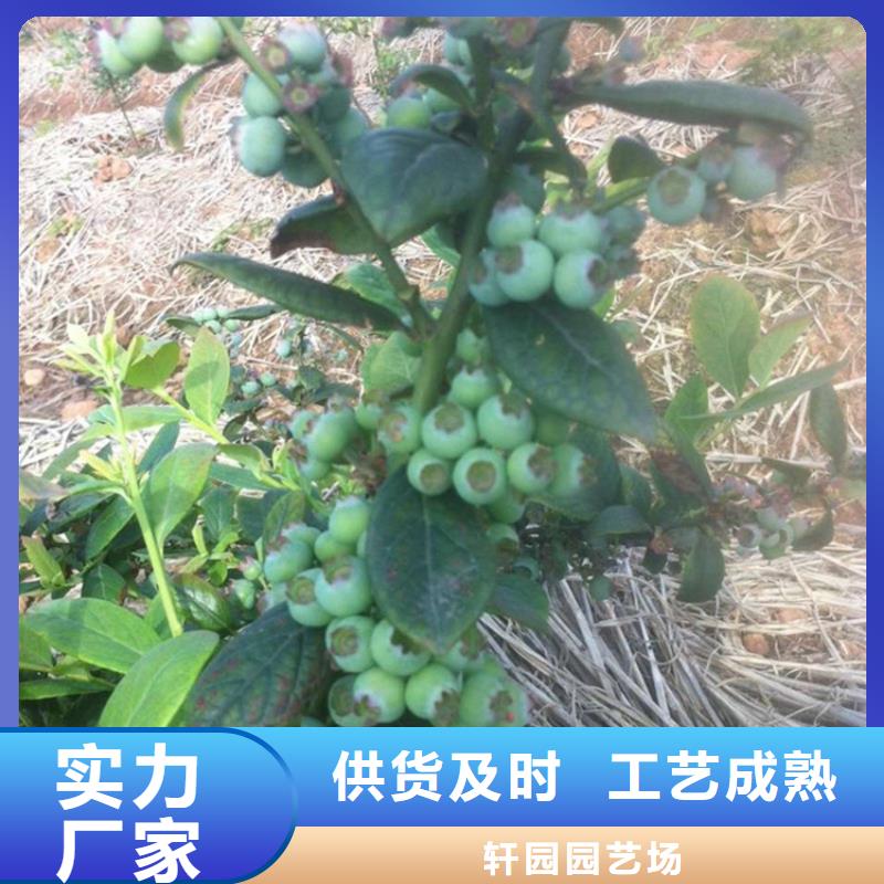 结果蓝莓树根系发达