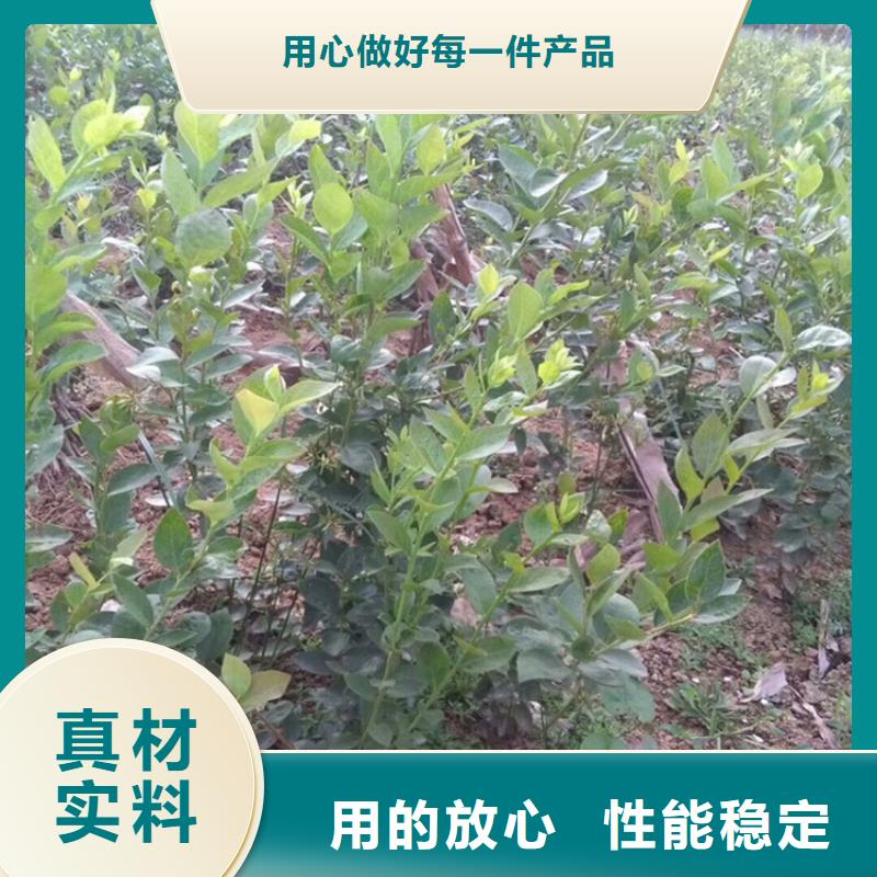 优瑞卡蓝莓苗种植管理