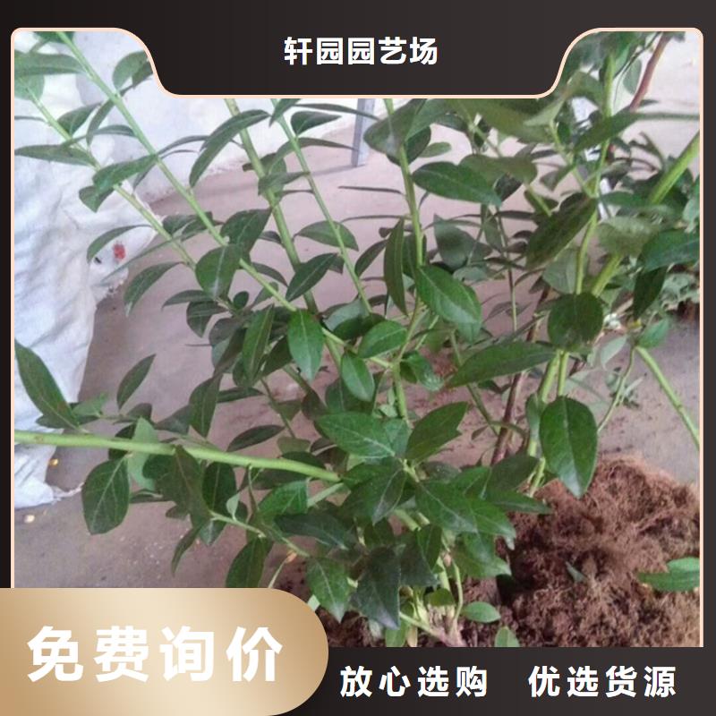 组培蓝莓苗露天种植