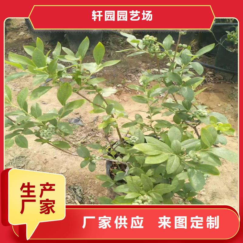 结果蓝莓树适合种植地区