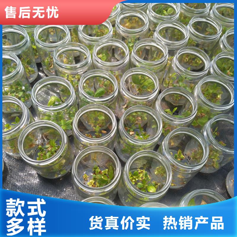 结果蓝莓树什么品种好