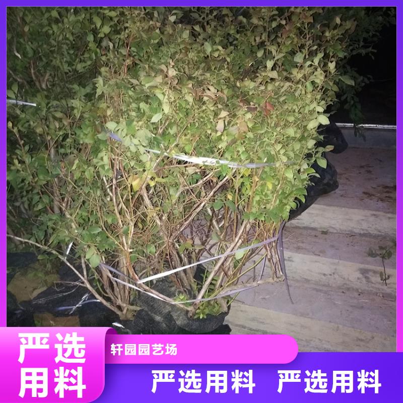 蓝莓苗樱桃苗满足多种行业需求