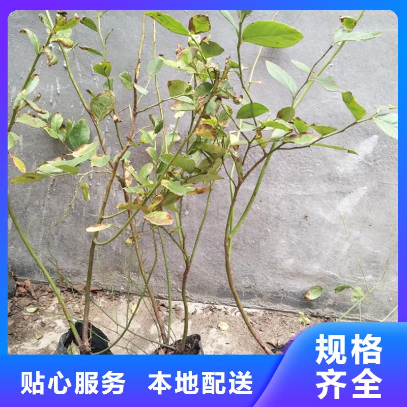 结果蓝莓树大棚种植