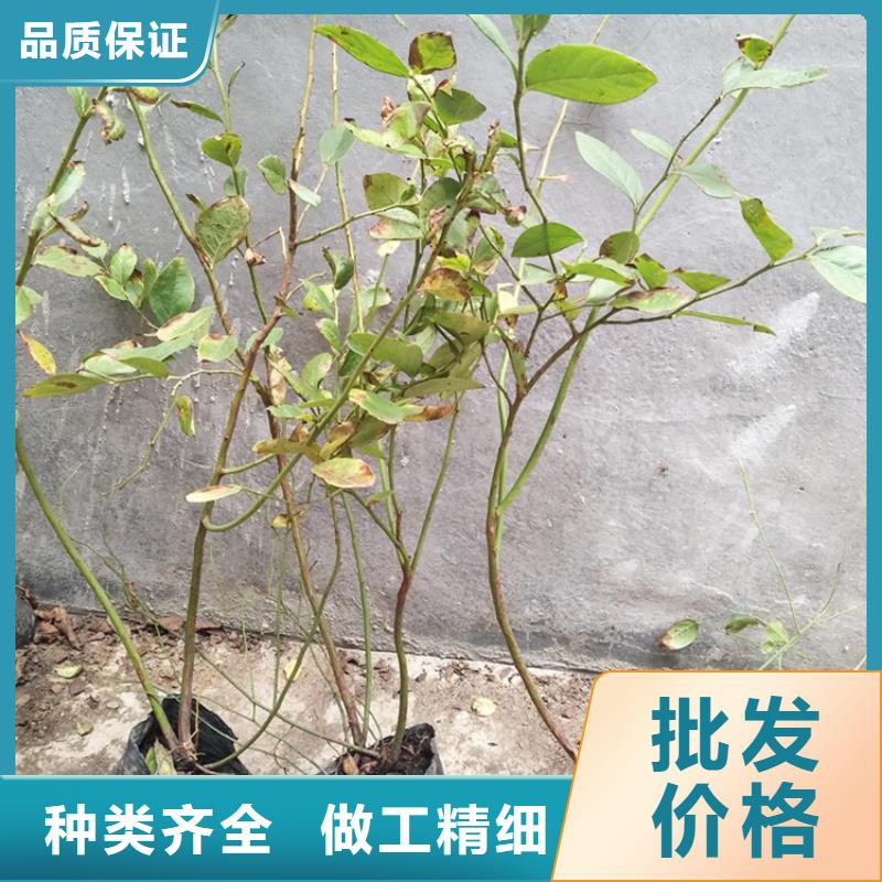 当年结果蓝莓苗价格实惠