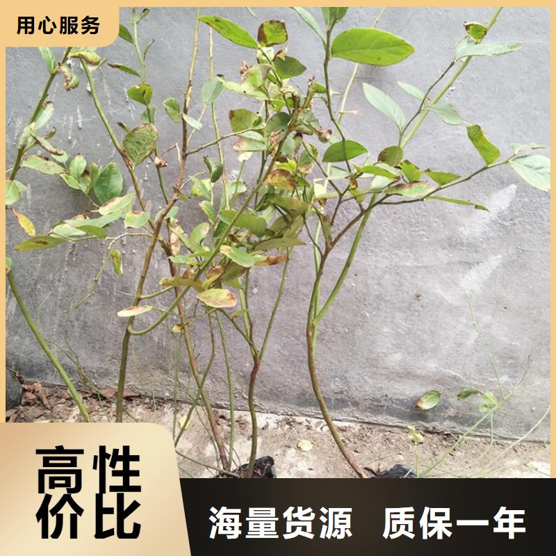 结果蓝莓树质优价廉