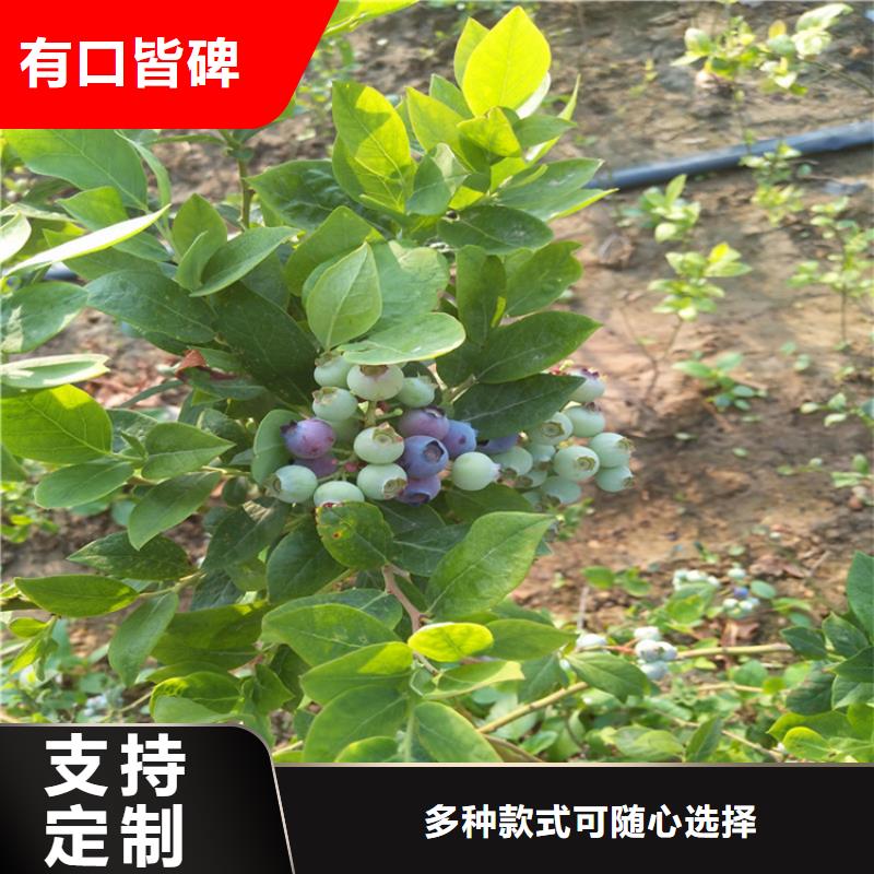 结果蓝莓树适合种植地区