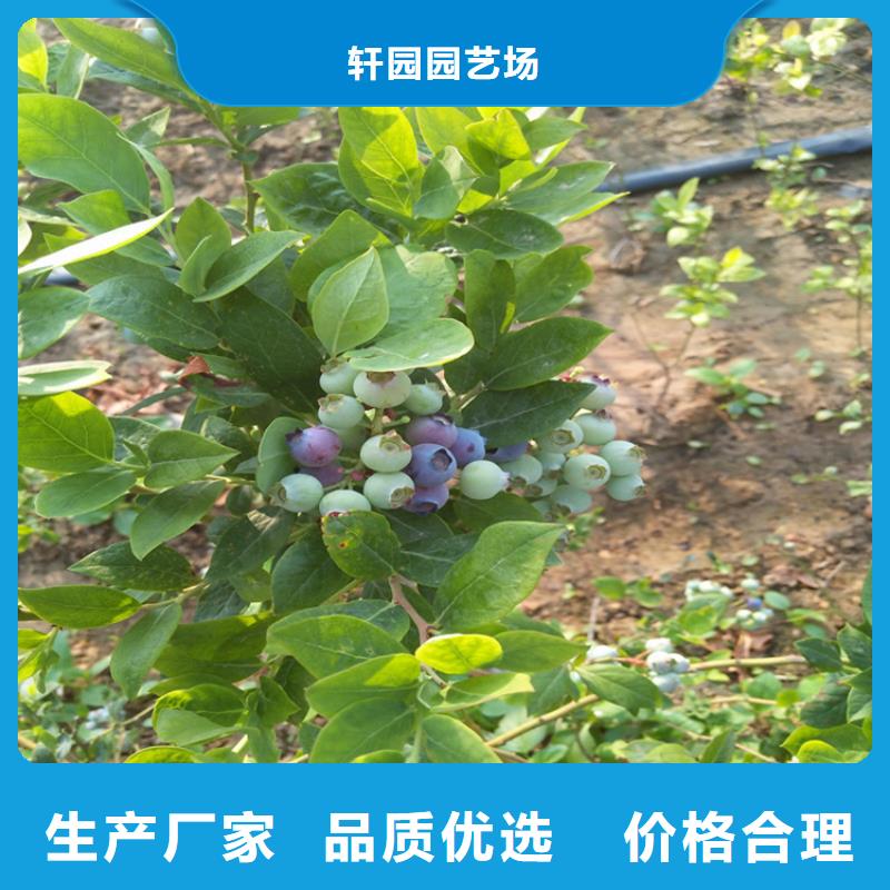 蓝莓苗适合种植地区