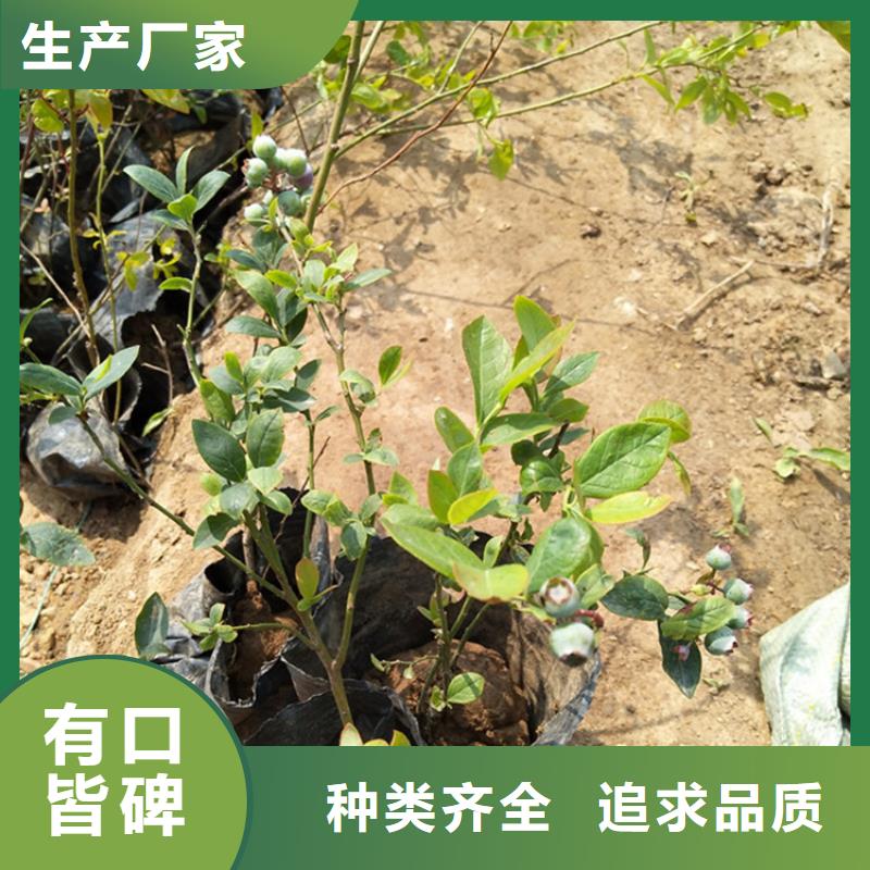 结果蓝莓树适合种植地区