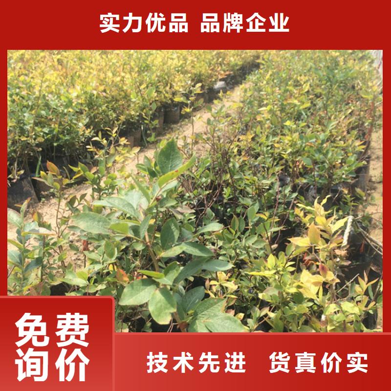 结果蓝莓树露天种植