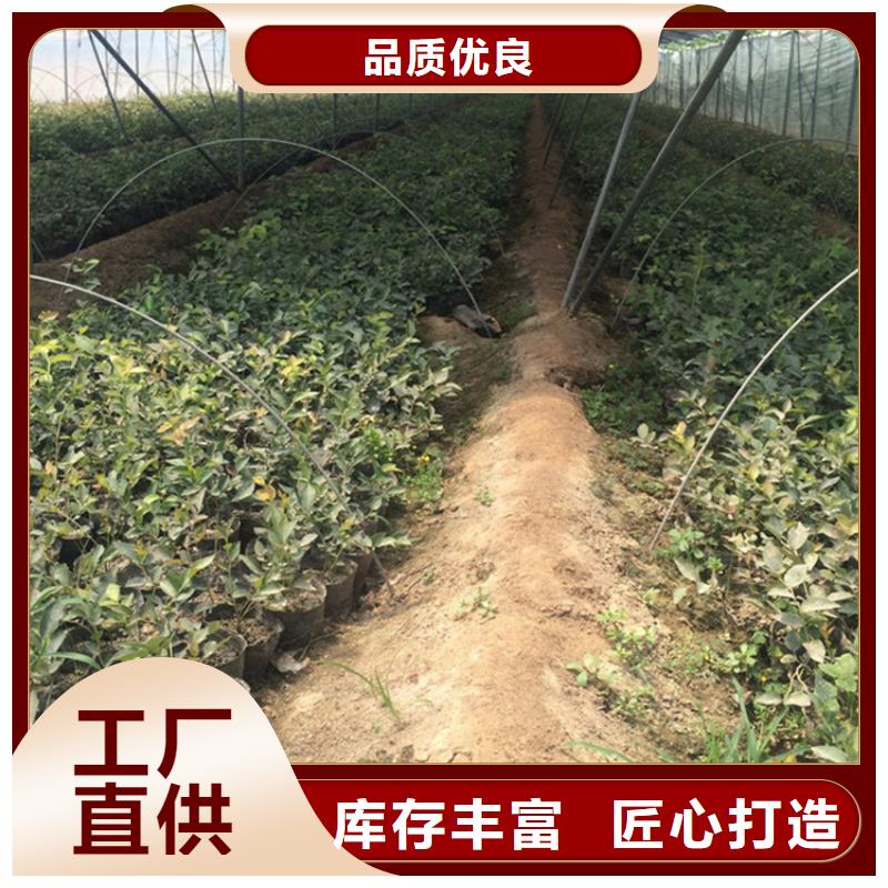 组培蓝莓苗量多优惠