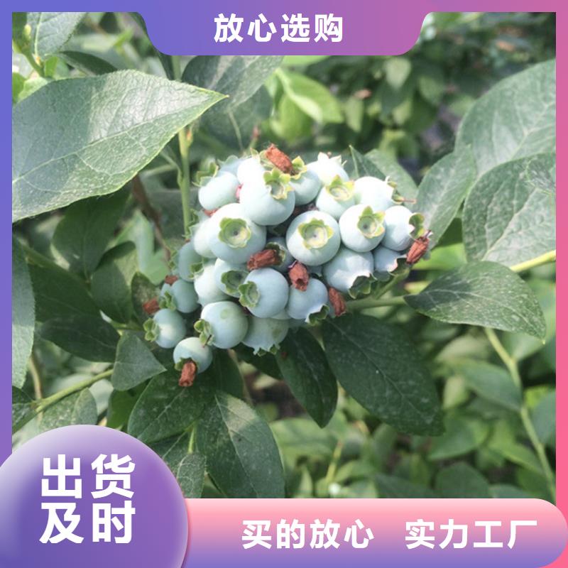 蓝莓苗当年结果树