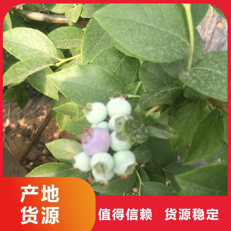 结果蓝莓树新奇品种