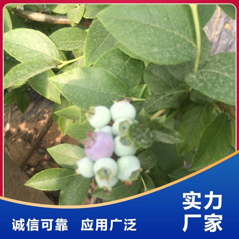 蓝莓苗苹果苗原厂制造