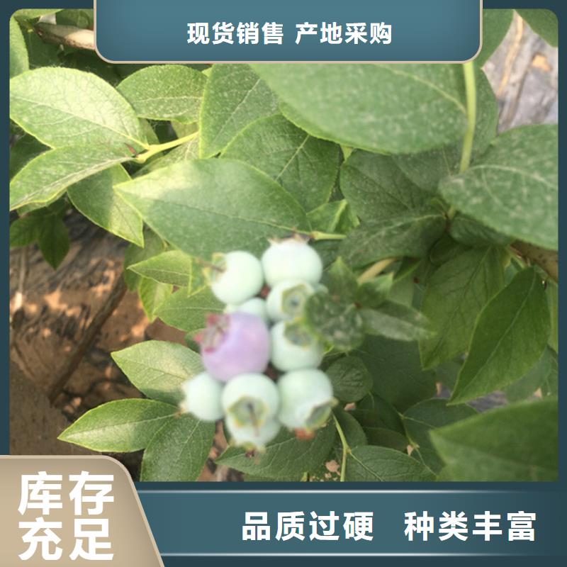 蓝莓苗无花果苗款式多样